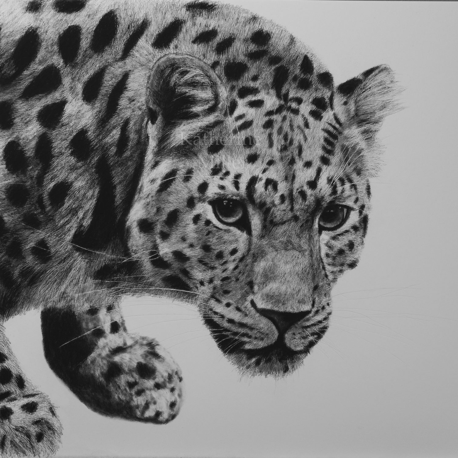 Amur Leopard dessin art oeuvre originale