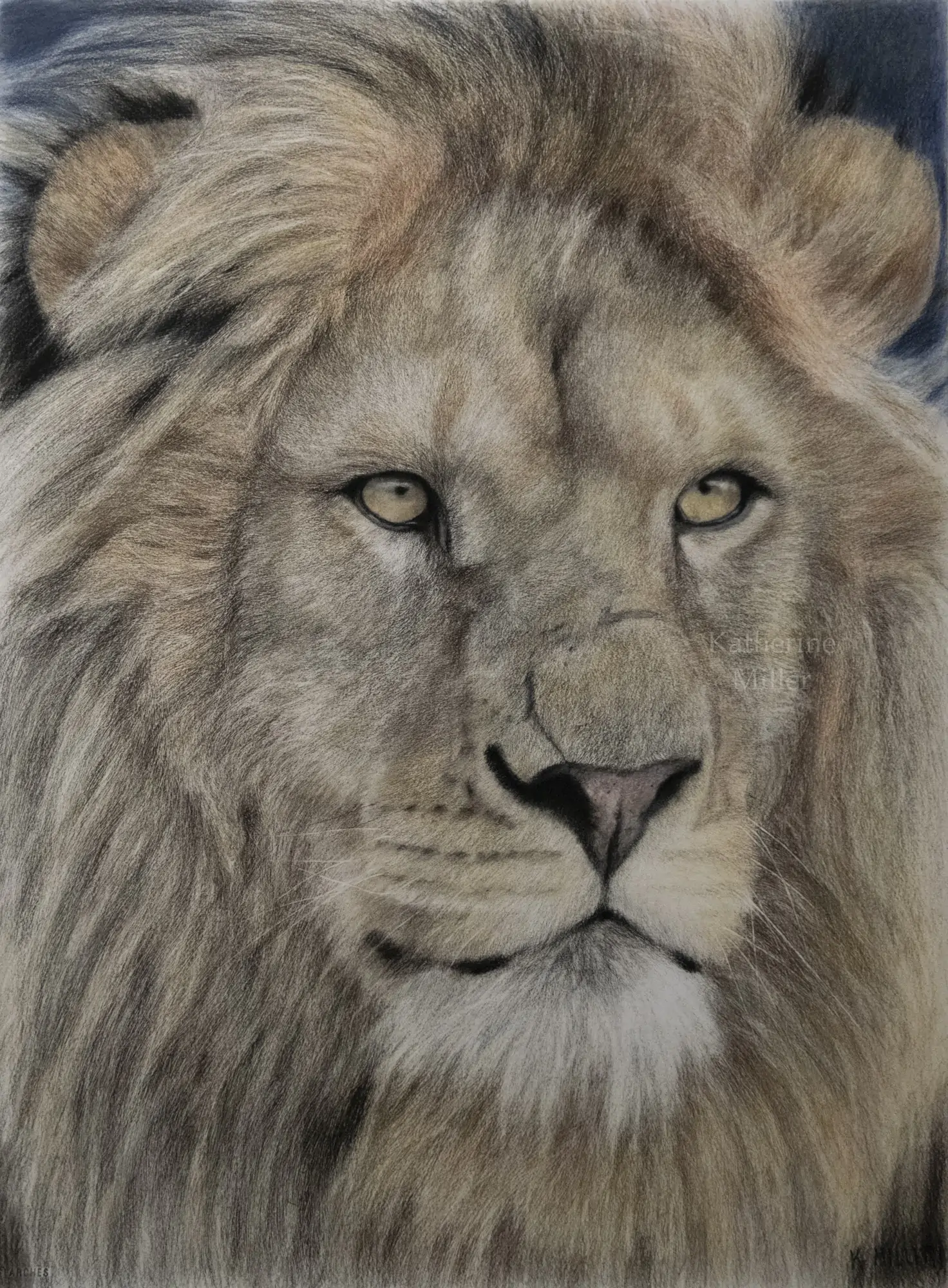 Lion D'Afrique Katherine Miller