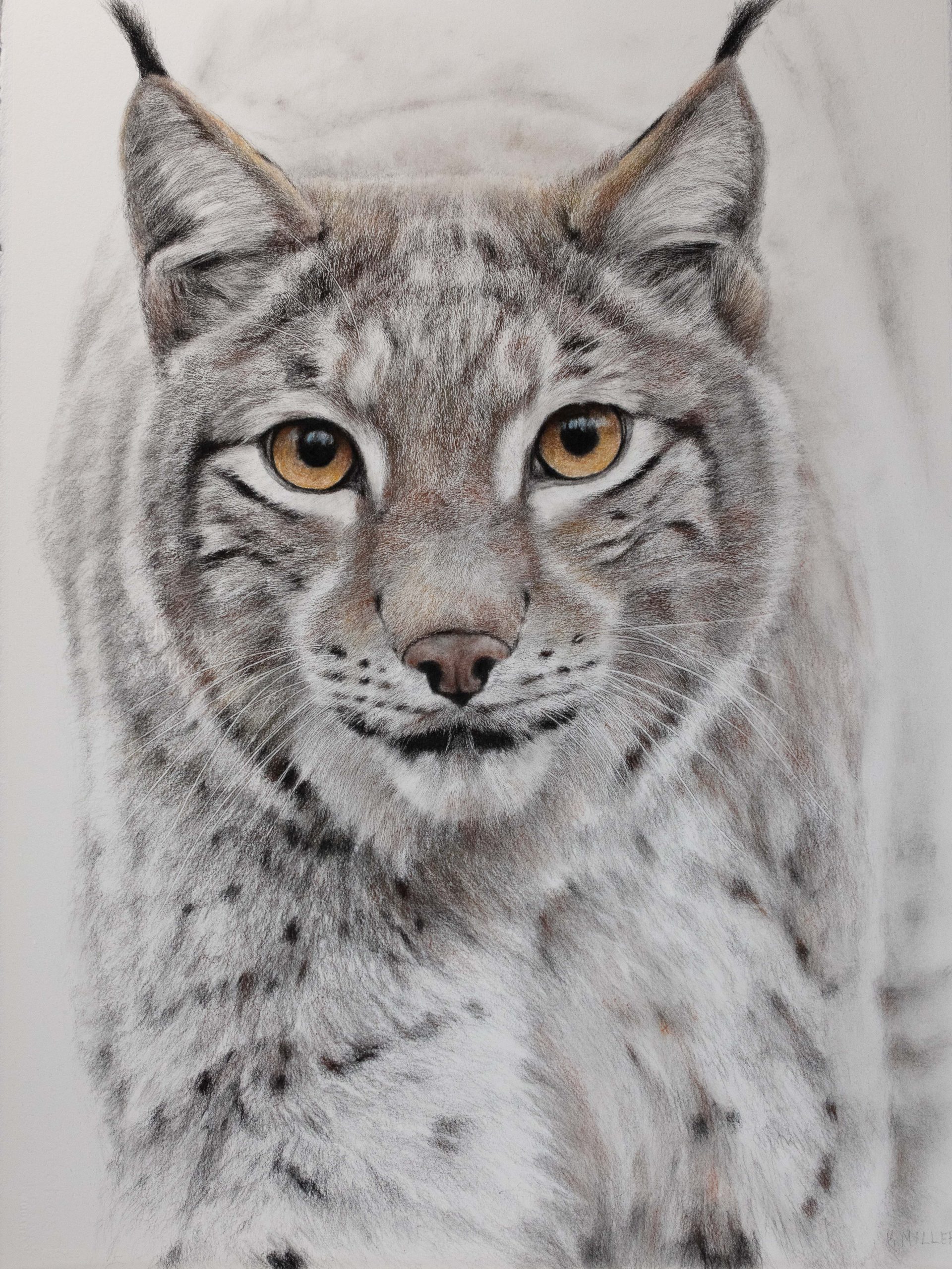 lynx