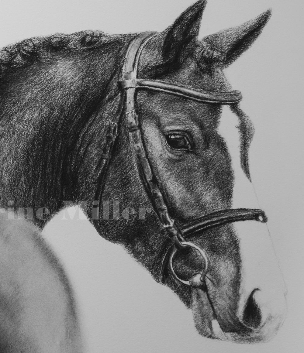 art animalier peinture cheval | miller katherine artiste